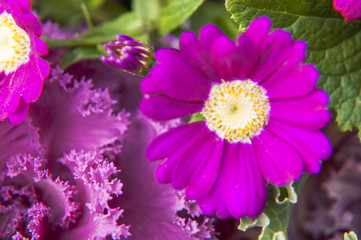 Beautiful blooming cineraria flower closeup in garden
