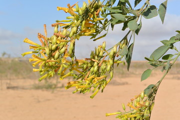 Flores amarillas  © yuri