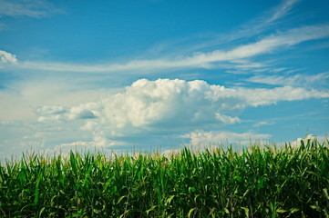 Summer Blue Sky and green Corn field