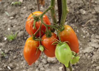 Growing tomatoes in my backyard