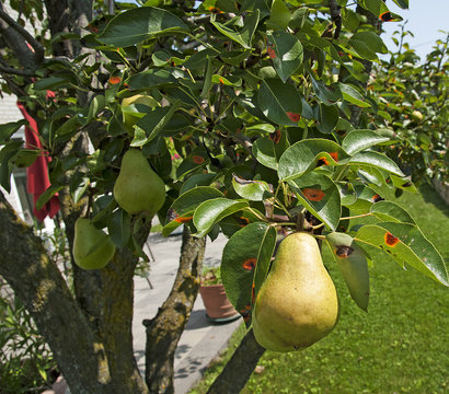 Ripe pear on a tree with pear rust leaves