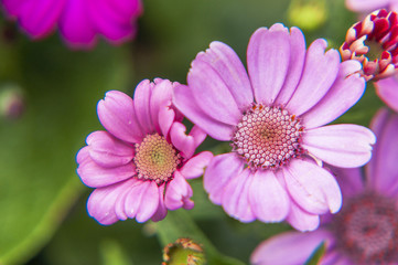 Obraz premium Beautiful blooming cineraria flower closeup in garden