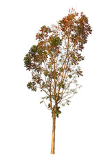 Fototapeta premium A big tree isolated on white background