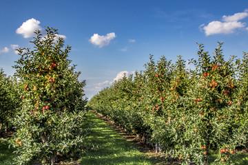 Fototapeta na wymiar Ripe apple Orchard nature fruits agriculture farmland