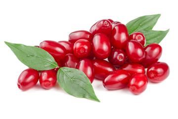 dogwood berry with leaf isolated on white background