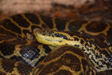 serpente