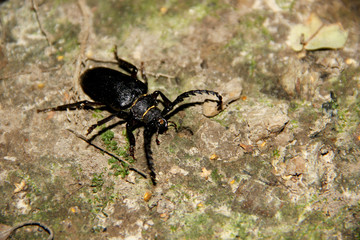 night beetle on the tree