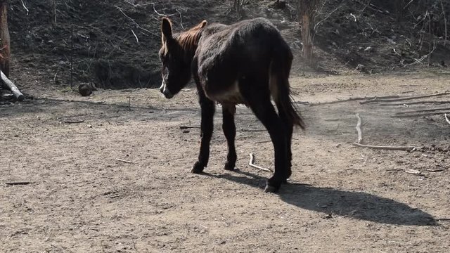 Equus asinus Asino Burro Somaro Ciuco Ase Video Somero Asini Mamipero Donkey
