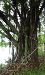 Old Tree with Big Roots