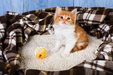 Obraz na płótnie Canvas Red orange kitten at blue wood