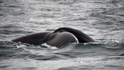Naklejka premium Baleine à bosse Islande