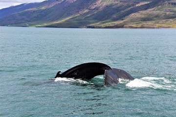 Obraz premium Baleine à bosse Islande