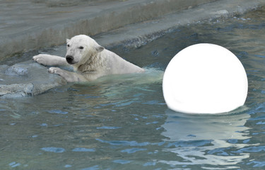 Fototapeta premium Polar bear is playing with white ball in water