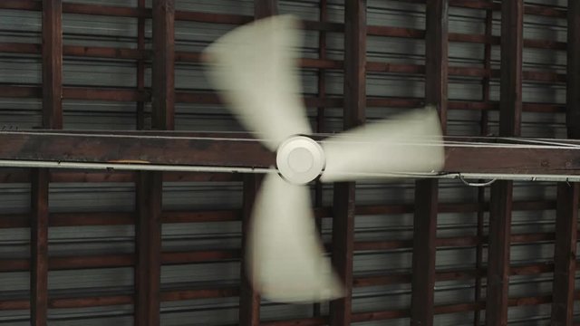 Static, symmetric and centered shot of ceiling fan, with blades that rotate very fast creates current of air for cooling or ventilation of room or indusrial premise or building