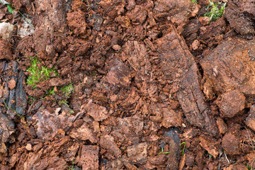 rotten wood in forest closeup