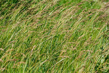 Green grass closeup background and texture