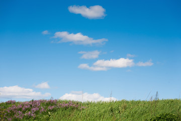 Fototapeta na wymiar Field and cloudy blue sky rural background
