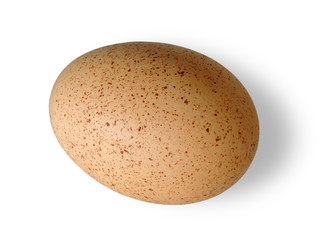 Closeup pinto egg isolated