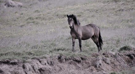 Chevaux islande