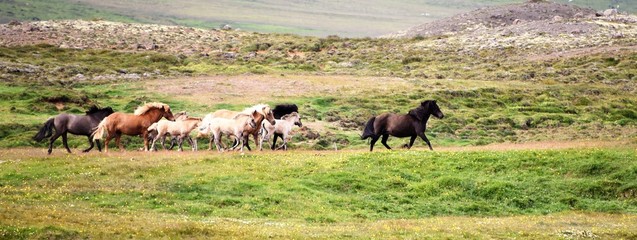 Chevaux islande