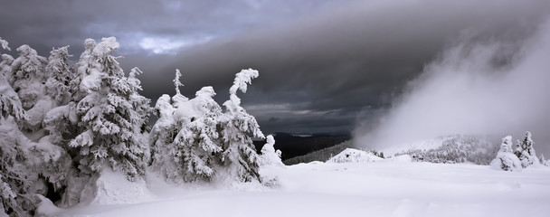 Snow-covered trees and mystical fog in mountains. Panorama.