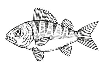 fish pikeperch vector. hand drawing isolated