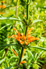 orange berry on plant close up view