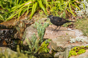 Song Thrush standing on stone in a small pond in the garden.