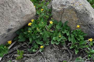 yellow flowers and rocks