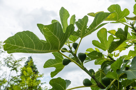 ripe fig moraceae on plant tree close up in summer with sky background