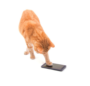 Large Ginger Tabby Cat Playing On A Smart Phone, On White