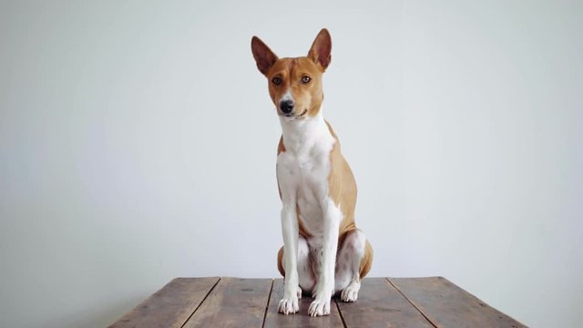 Very adorable and lovely basenji dog sits straight on top of wooden table or stand in white room or possibly dog fair or exposition, he patiently waits for owner and looks into camera