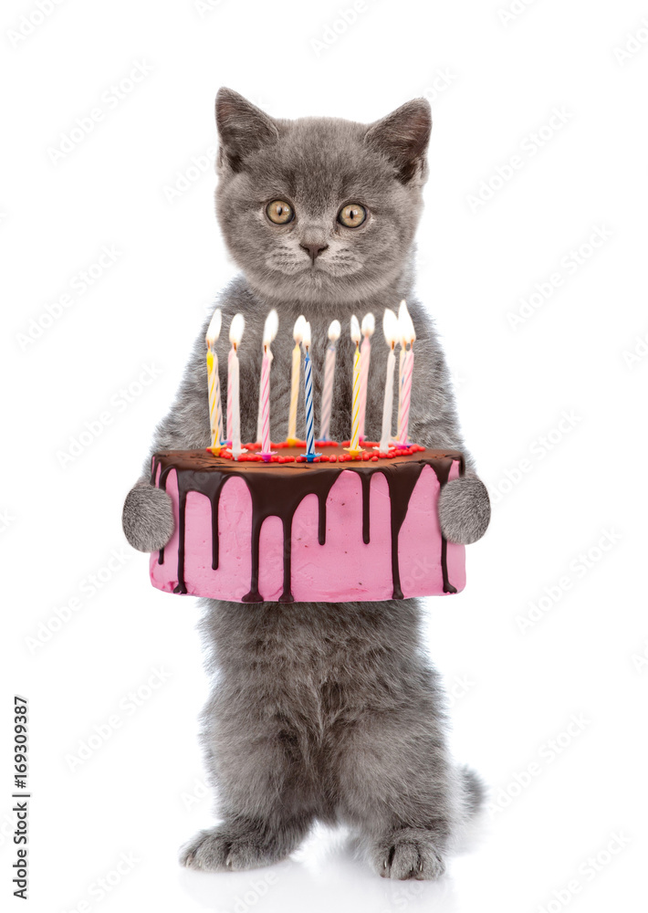 Wall mural Funny cat holding birthday cake with many burning candles. isolated on white background