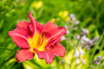 Day-lily flower aka Hemerocallis blooming closeup view