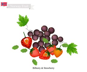 Bilberry and Strawberry, The Popular Fruits of Norway