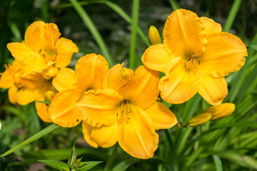 Day-lily flower aka Hemerocallis blooming closeup view