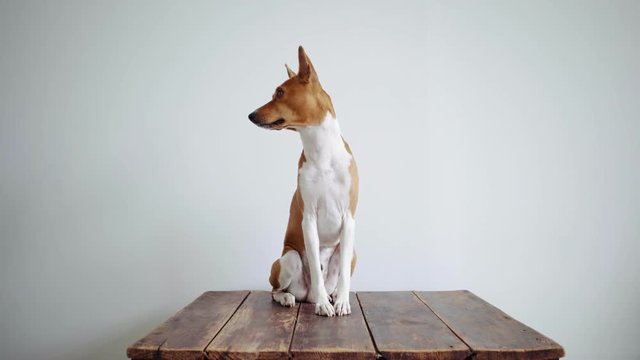 Beautiful and graceful basenji brown dog sits on white isolated background looks to the side and then back into camera, funny and amusing