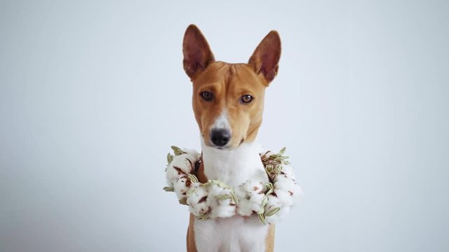 Sad and emotional cute little pup of rare basenji breed, poses patiently to his owner and looks into camera, while moving his ears waiting for orders, on white wall or dog expo