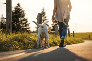 Labrador Hund und Frau gehen spazieren bei sonnenuntergang