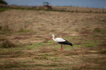 Stork hunting for bugs