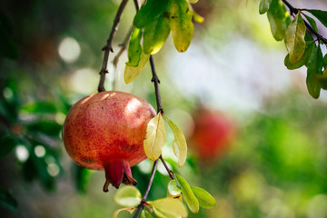 Pomegranate tree