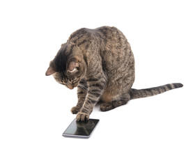 Fototapeta premium Brown tabby cat tapping on a smart phone screen with her paw, on white