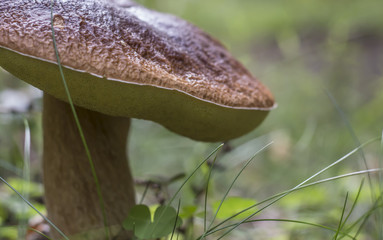 porcini mushrooms  Grows from the forest floor Nature seasonal wild vegetables