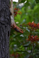 common garden red lizard