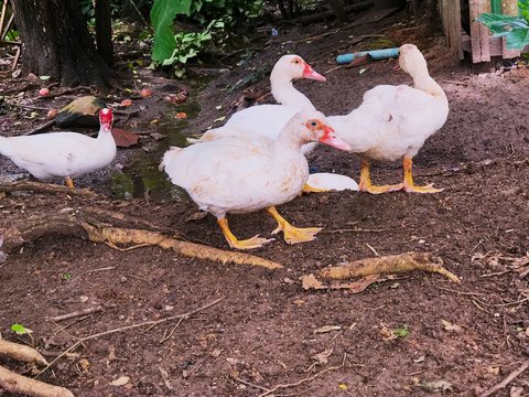 White duck