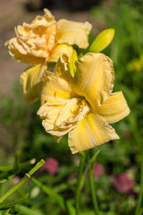 Day-lily aka Hemerocallis