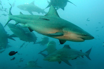 Bull shark