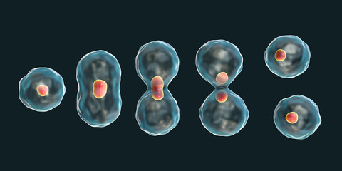 Division of a cell, mitosis concept, 3D illustration