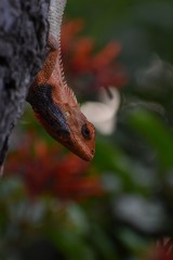 red lizard