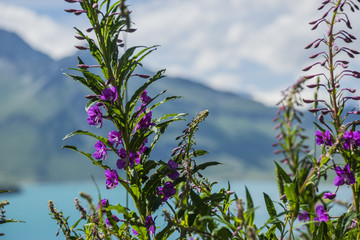 flower behind lake